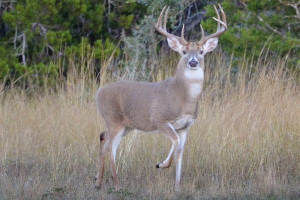 Trophy whitetail buck