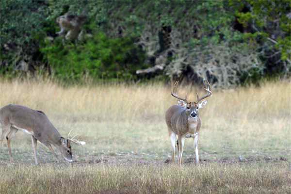 South Texas whitetail