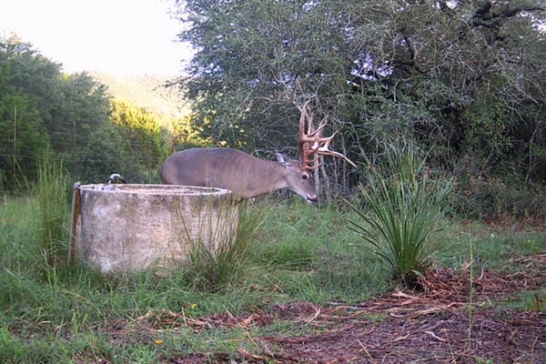 Big buck at the ranch · Pipe Creek