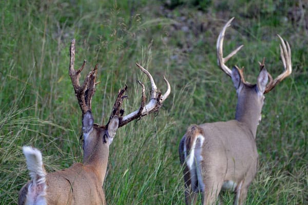 Bucks with velvet hanging