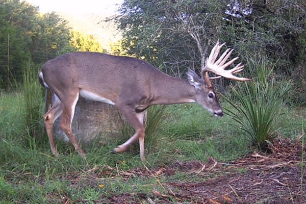 The extra-mile buck