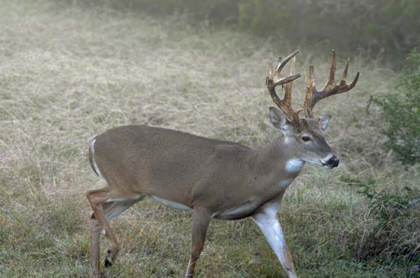 Misty morning buck