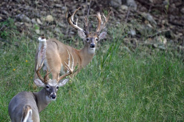 On a Texas deer hunting trip