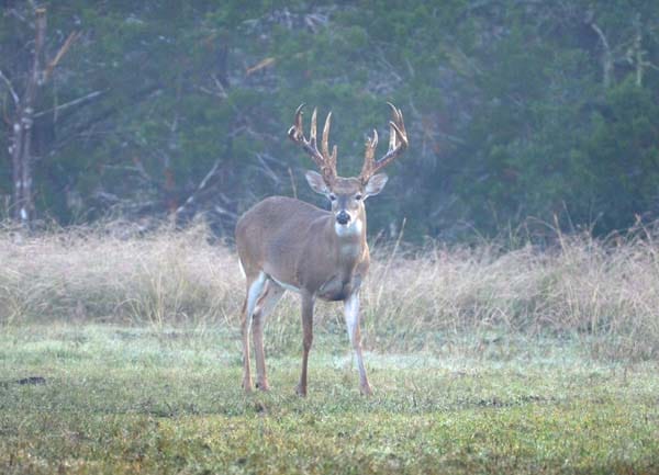 Standing buck, large antlers