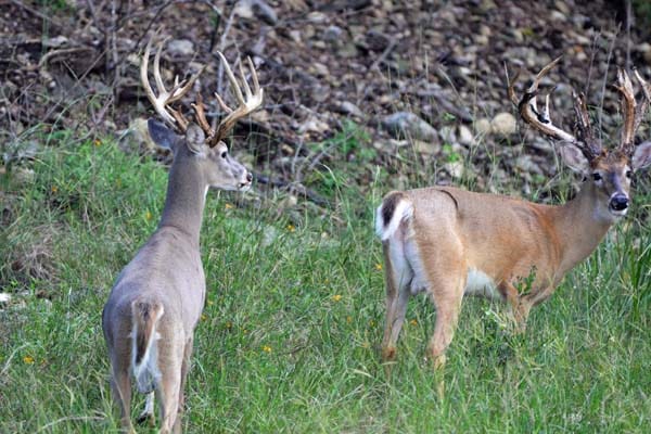 Trophy bucks shedding velvet