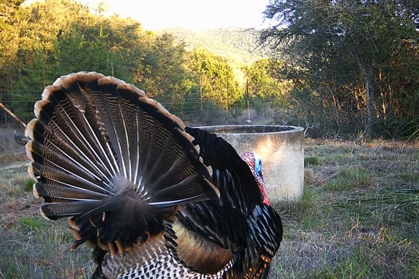 Rio Grande turkey at the water