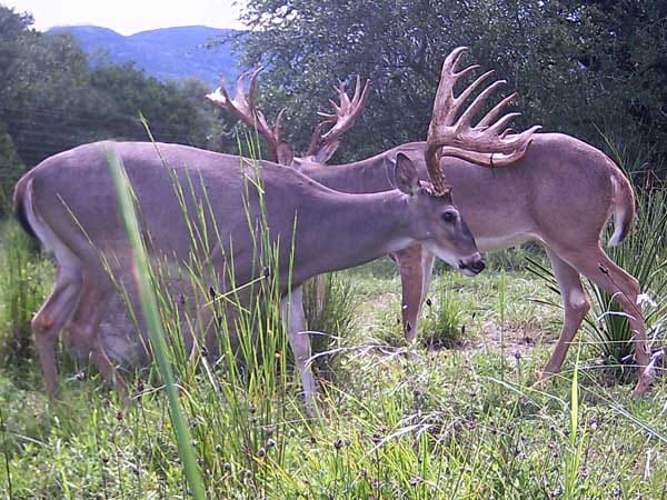 Two trophy bucks together