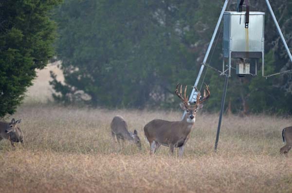 Buck with does