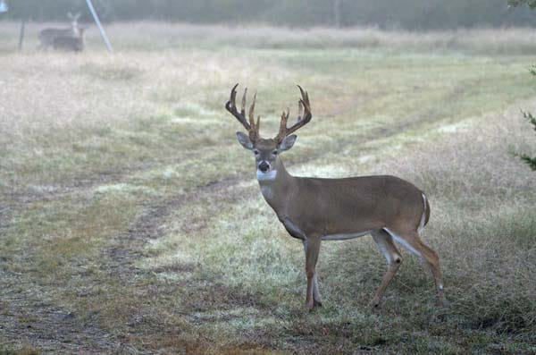 Buck and young deer at the feeder