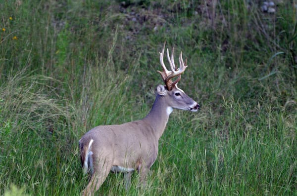 Antlers in the tall grass