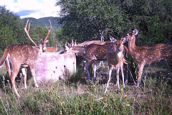 Axis deer at the old well
