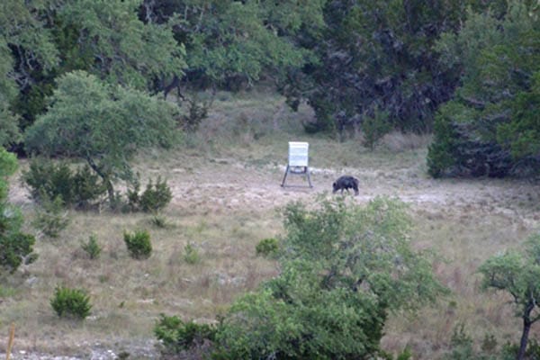 Wild hog at the feeder