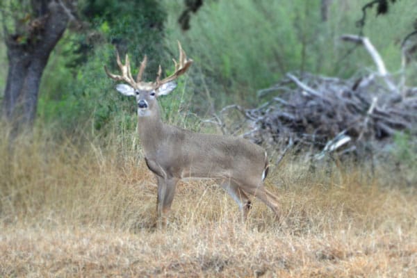Large buck on the ranch