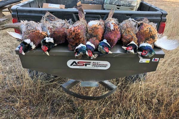 A successful pheasant hunt