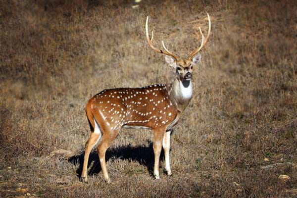 Axis trophy buck