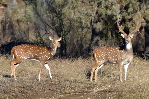 Texas axis deer