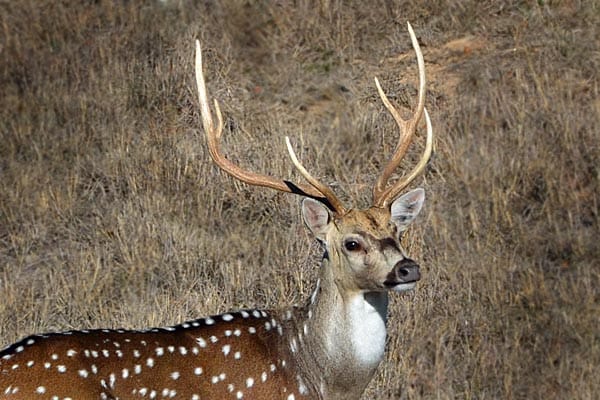 Axis buck on the ranch
