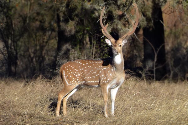 Axis buck in velvet