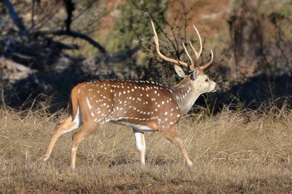 Axis buck in the sendero