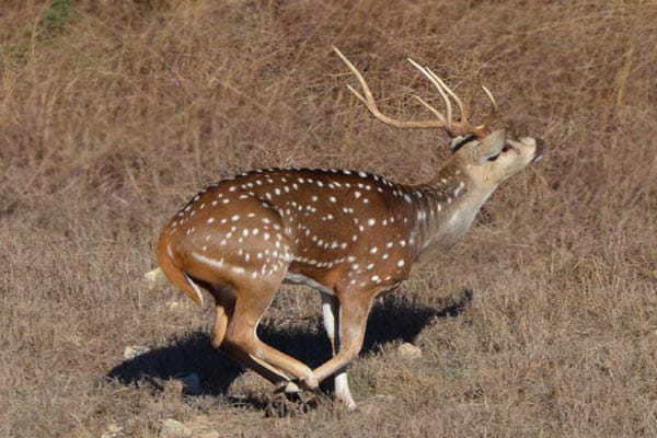 Running axis buck