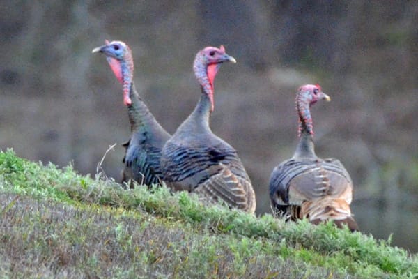 Spring Rio Grande turkeys
