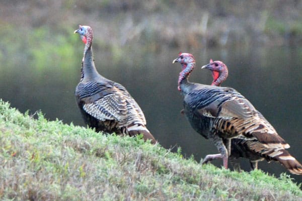 Rio Grande gobbler