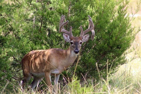 Buck in velvet