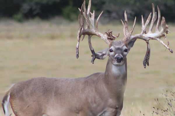 Drop-tine whitetail buck