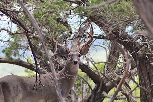 Hiding whitetail buck