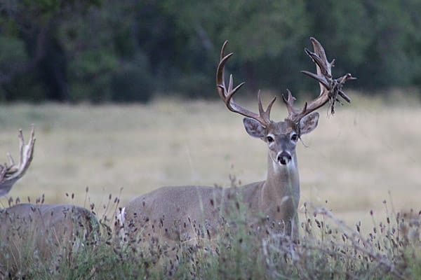 Drop-tine antler