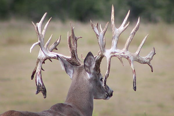 Massive antlers in the cedar