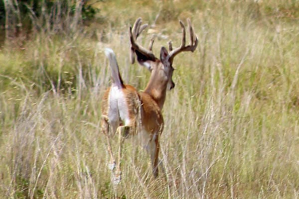 Running whitetail buck