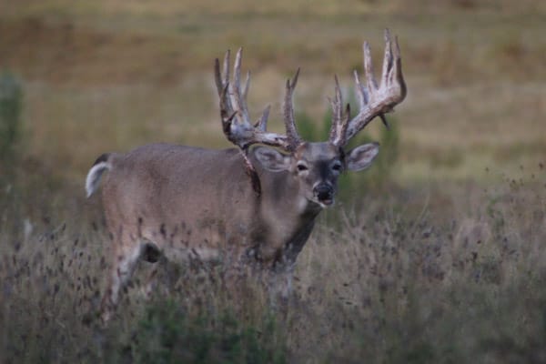 A Texas whitetail trip