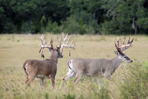 Whitetail near San Antonio