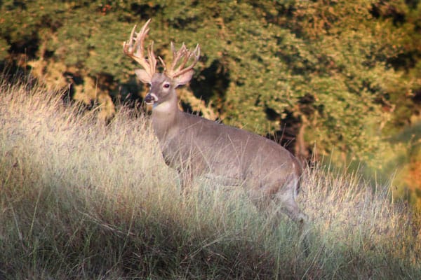 Hill Country buck