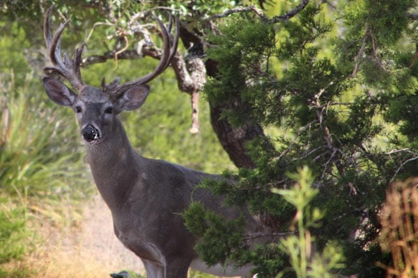 Watchful whitetail