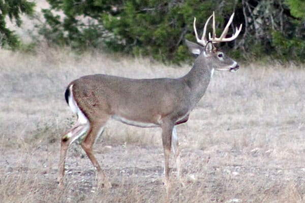 Solitary buck, large antlers