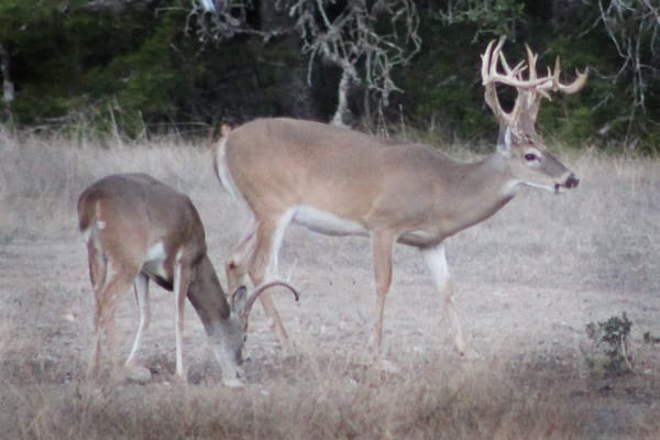 Bucks grazing the meadow