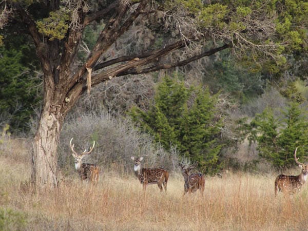 Axis deer near San Antonio