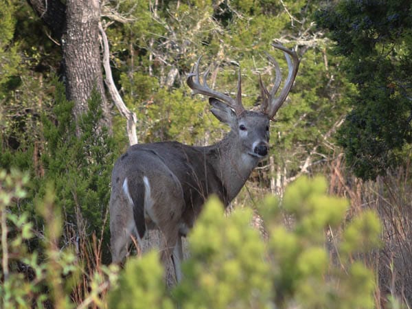 A beautiful whitetail buck