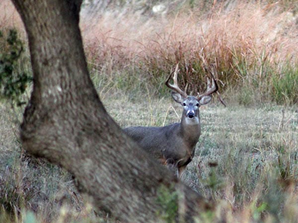 Big antlers behind a tree