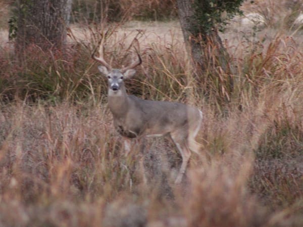 At the edge of the field