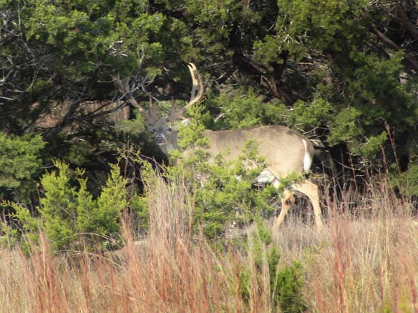 Near the brush