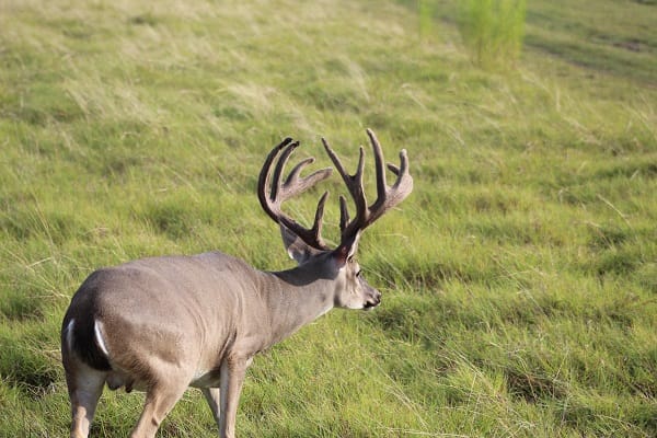 Whitetail buck with huge antlers