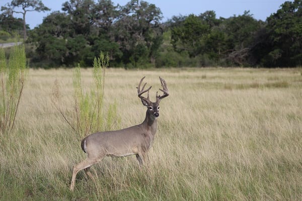 Majestic whitetail buck