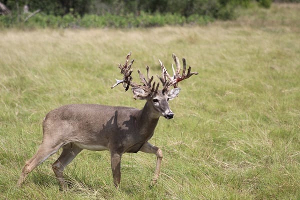 Whitetail buck shedding velvet