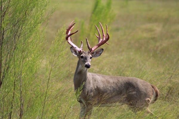 Spectacular buck after velvet