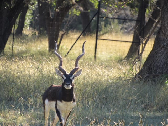 Blackbuck antelope