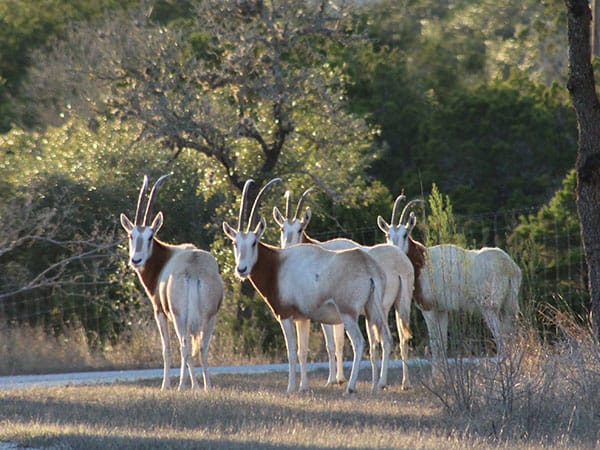Scimitar oryx