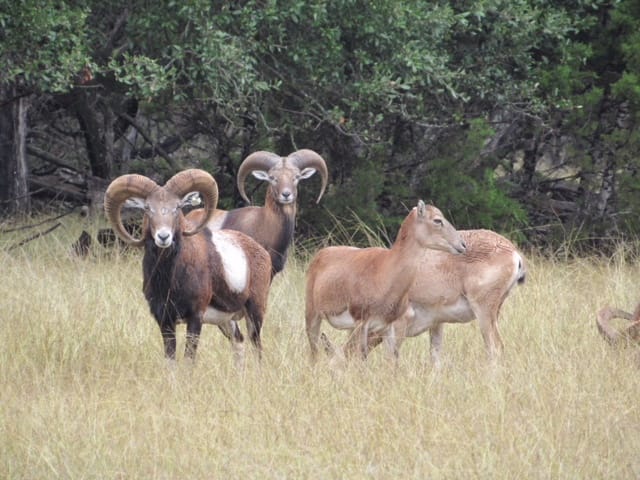 Mouflon ram